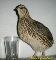 /album/fotos/codorn%c3%a3o-jpg/