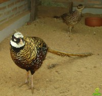 /album/fotos/fais%c3%a3o-jpg/